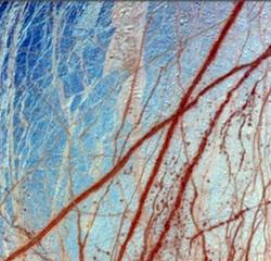 科学家发现最长寿生物 冰层下能存活10万年