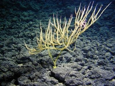 科学家海底发现新种深水珊瑚(图)