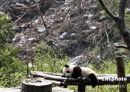 Ĵر512յѺ񲻶ϵǿĿ꣬ʧΪءλɽˮӹейèоģкʯƻĿԷǣʱвиĵİΣ˹ȦֳоèĻأ63ֻèʧ2ֻֻˣתƽ20ֻĴèֻµǵĿӵĻеԼɱӡĴèרҽܣĴèȽѻ緢γ 
