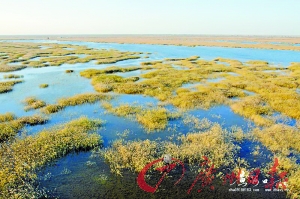 黄河断流三角洲湿地的最大威胁