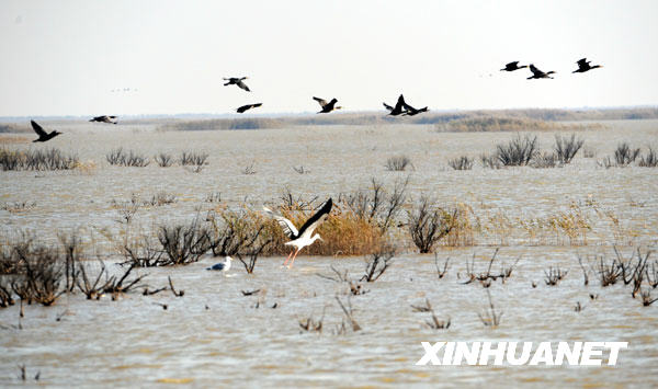  成群的鸬鹚在湿地上空飞翔（11月3日摄）。