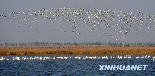 成群的大天鹅（下，白色）在栖息（11月3日摄）。