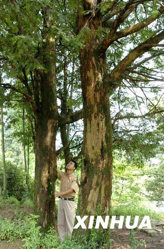 广东南岭“植物中的活化石”红豆杉重获生机