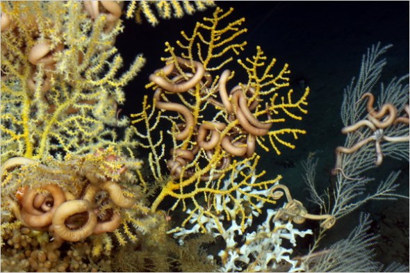 树枝状珊瑚