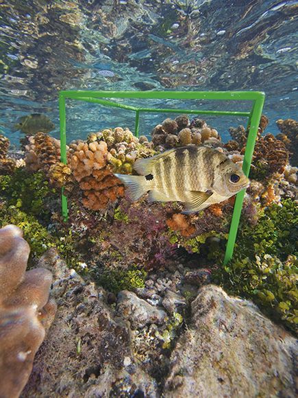 珊瑚礁的健康状况