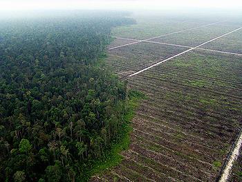 中国/俄罗斯为生产棕榈油而砍伐森林。（自环境新闻服务网）