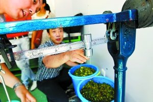 驴屎蛋首次“试车”绿房子 下月起正式运行