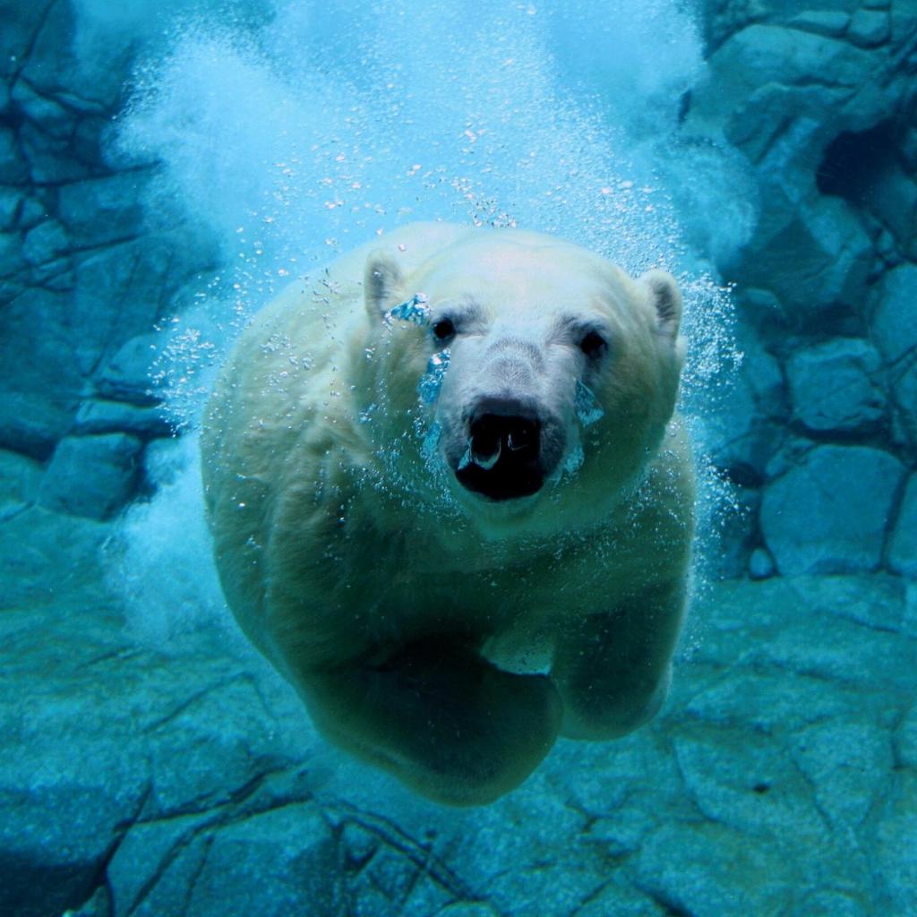据法新社消息，国际自然保护联盟近日警告说，今后数十年里北极熊的栖息地将大幅萎缩，该组织敦促国际社会立即采取行动,拯救生活在北极的各种动物。