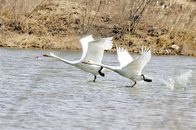 徜徉在湿地碧水中的鸟中仙女大天鹅。