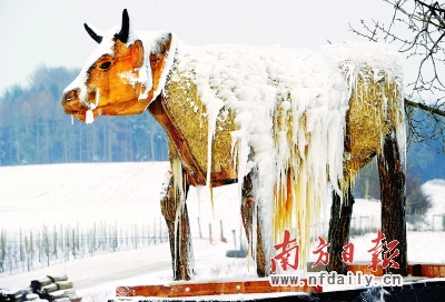 在瑞士Seegraeben,当地气温达到零下8.5摄氏度,木牛雕塑变成了冰雕。新华社发