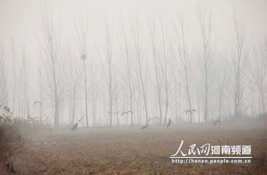 生态环境改善 孟津黄河湿地相继发现成群黑鹳、白天鹅