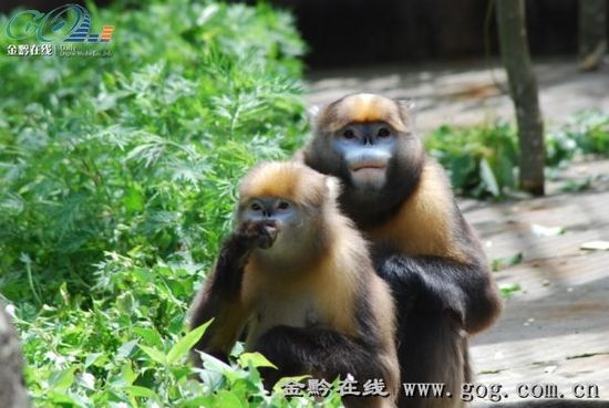 贵州将举办“地球熄灯一小时”关爱黔金丝猴公益活动