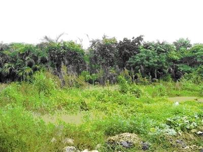 改造前的光明北土地开发整理补充耕地项目第一期。