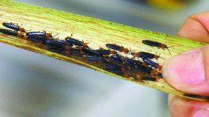 严重危害棕榈科植物的外来入侵害虫椰心叶甲。