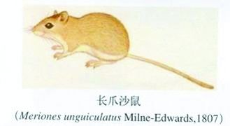 ʿԭ̬