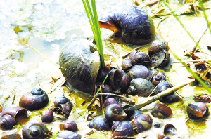 福寿螺吞食秧苗外来植物"水葫芦"澳大利亚曾野兔泛滥最近几天,大闸蟹
