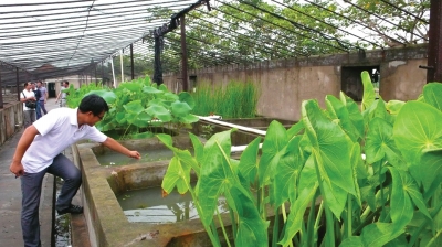 水生蔬菜