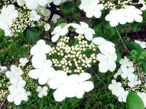 走进扬州动植物“基因库”