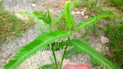 走进扬州动植物“基因库”