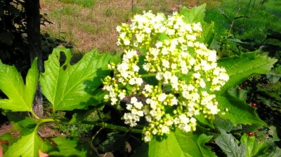 走进扬州动植物“基因库”