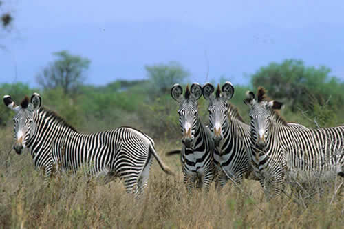 Rare Grevys Zebra in danger of extinction