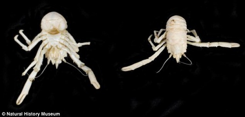 南非发现新型白色“龙虾”取名“曼德拉”（图）