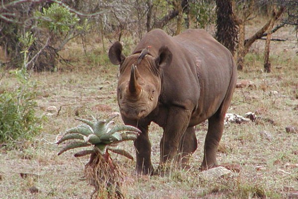 Endangered. An African black rhino.