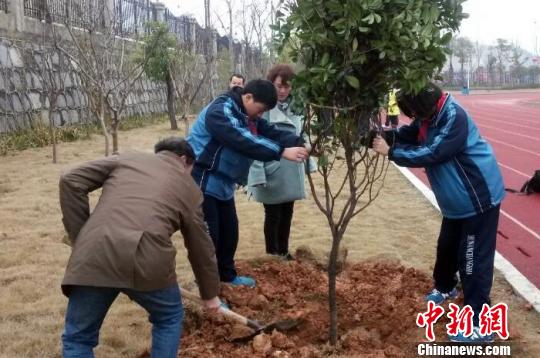 长郡梅溪湖中学的学生正在植树。 邓霞 摄
