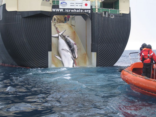 A minke whale and her 1-year-old calf are dragged aboard a Japanese vessel. The image was taken and released by the Australian government, which disputes that Japan is whaling for scientific purposes. 