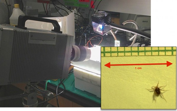 ScienceShot: That's a Mite Speedy!