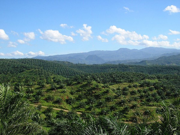 Net gain? Oil palm plantations have supplanted natural forests in parts of Asia.