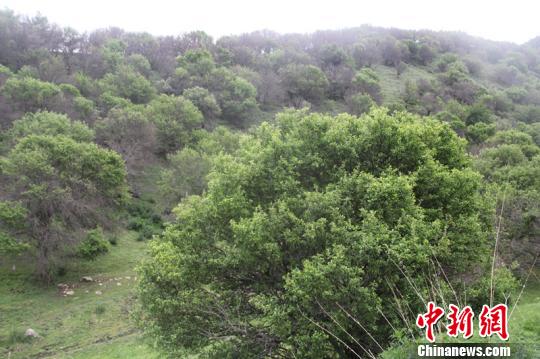йҰ溦ִ