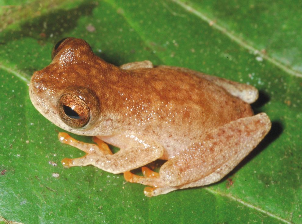 Dendropsophus ozzy, a new species of treefrog.