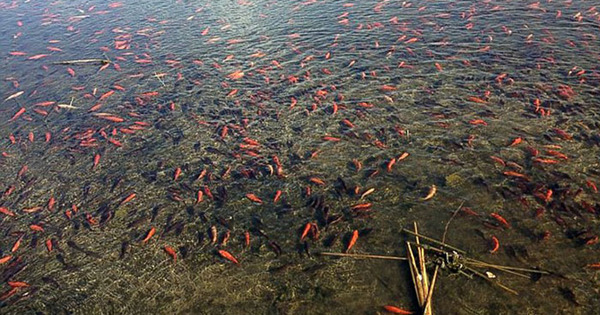 特勒湖（Lake Teller）近日被3000条到4000条金鱼入侵，工作人员表示这可能是有人在两三年前向湖里投放了宠物金鱼引起的。（视频截图）