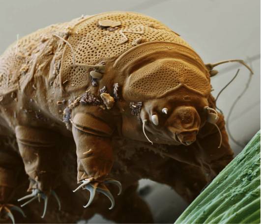 ˮܹܳڶ꣬һӱĻ籣漼ĵͼƬԴEye Of Science/Getty Images