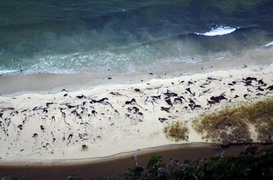 智利鲸鱼大规模自杀：70头巨鲸暴死沙滩