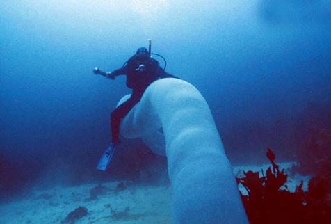 潜水者海底遇到“透明巨虫”：回家一查惊呆
