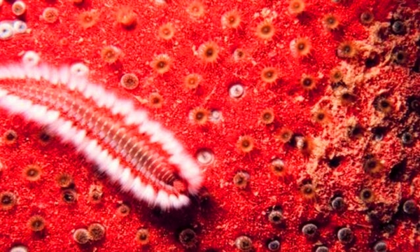 潜水者海底遇到“透明巨虫”：回家一查惊呆