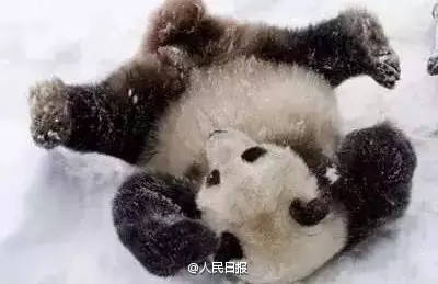 大熊猫第一次见大雪激动成“狗”：满地撒欢
