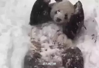 大熊猫第一次见大雪激动成“狗”：满地撒欢