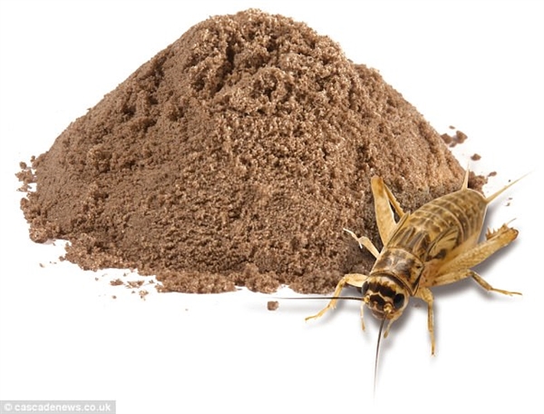 解决粮食短缺：科学家脑洞大开 蟋蟀磨成粉做饼干