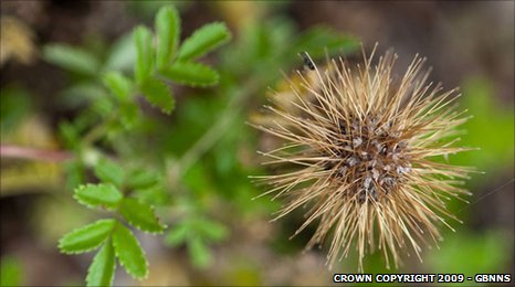 外来植物入侵者威胁英国国家公园 - 资讯 - 环境