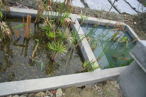 吸收生活污水 庭院人工湿地保护农村水资源