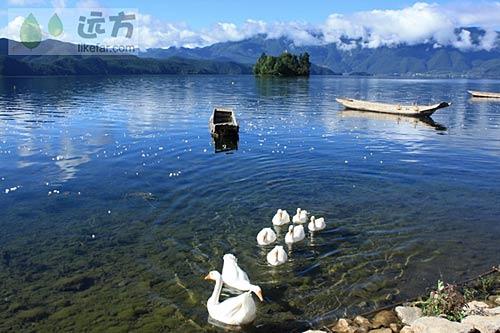 泸沽湖达祖村湖边,又名大嘴村 摄影: 游走