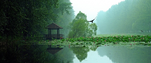 滕州微山湖湿地红荷风景区