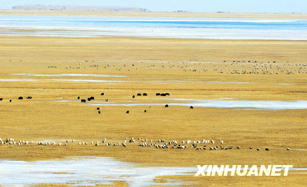 这是青海湖畔的冬日牧场（12月5日摄）。
