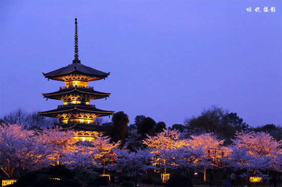 新浪旅游配图:东湖磨山樱花园夜景 摄影:林妮 新浪旅游配图:东湖磨山樱花园夜景 摄影:林妮