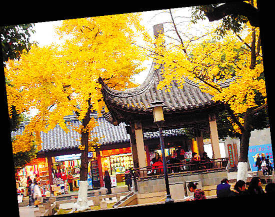 苏州观前街上大量的银杏树叶开始变成金黄色,将街头点缀得格外美丽 (王建康 东方IC)