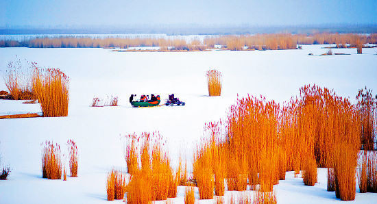 宁夏沙湖景区油画般的北国风光,金色的芦苇与白雪相映成趣
