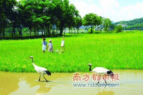 湿地中的丹顶鹤 湿地中的丹顶鹤